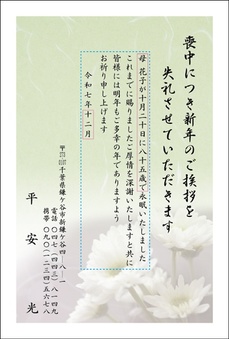 白菊